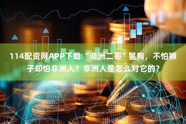 114配资网APP下载 “非洲二哥”鬣狗，不怕狮子却怕非洲人？非洲人是怎么对它的？